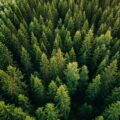 trees-huge-scaled