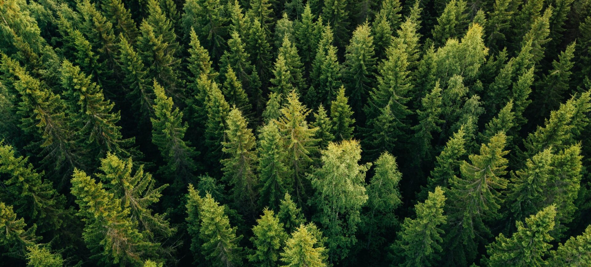 trees-huge-scaled