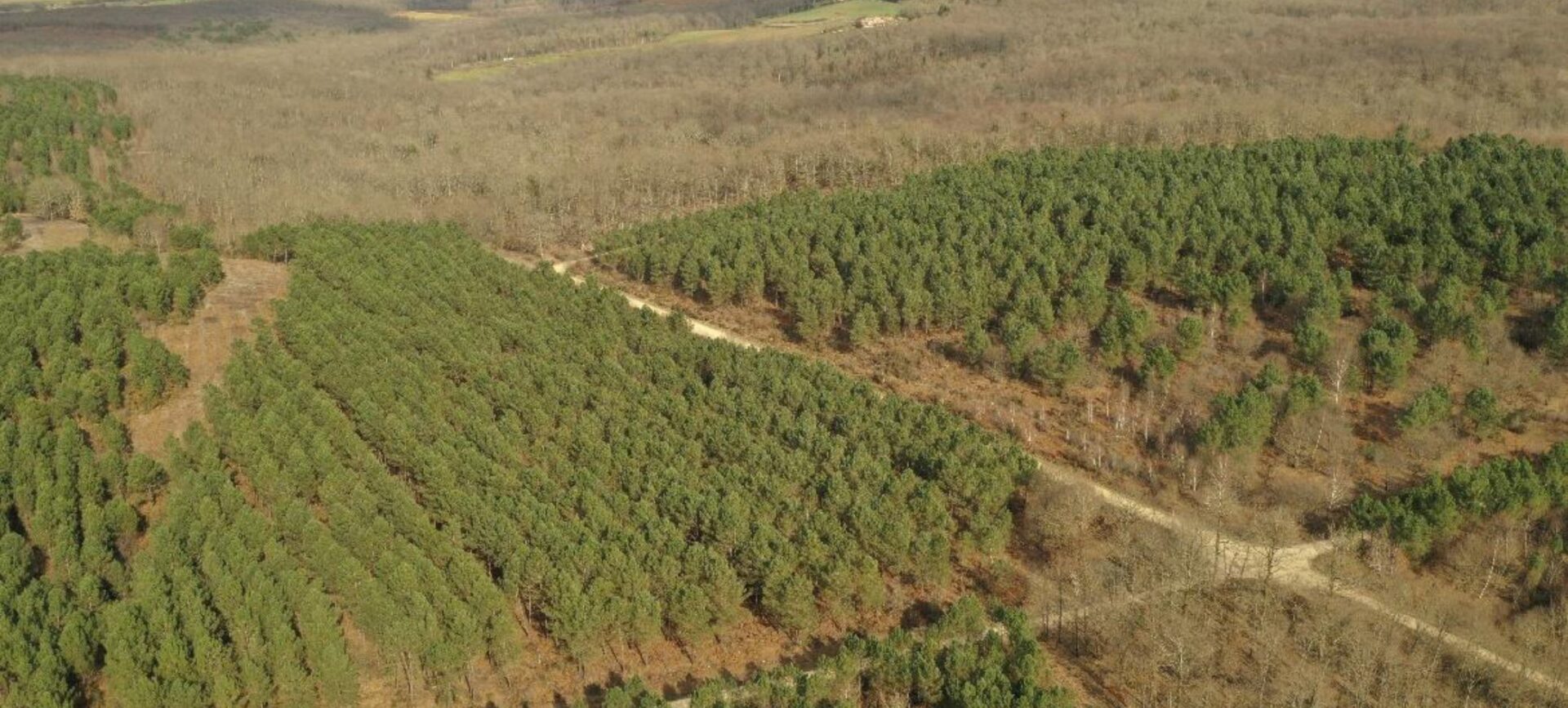 foret-frey